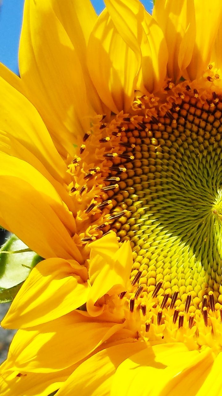 Close-up of sunflower