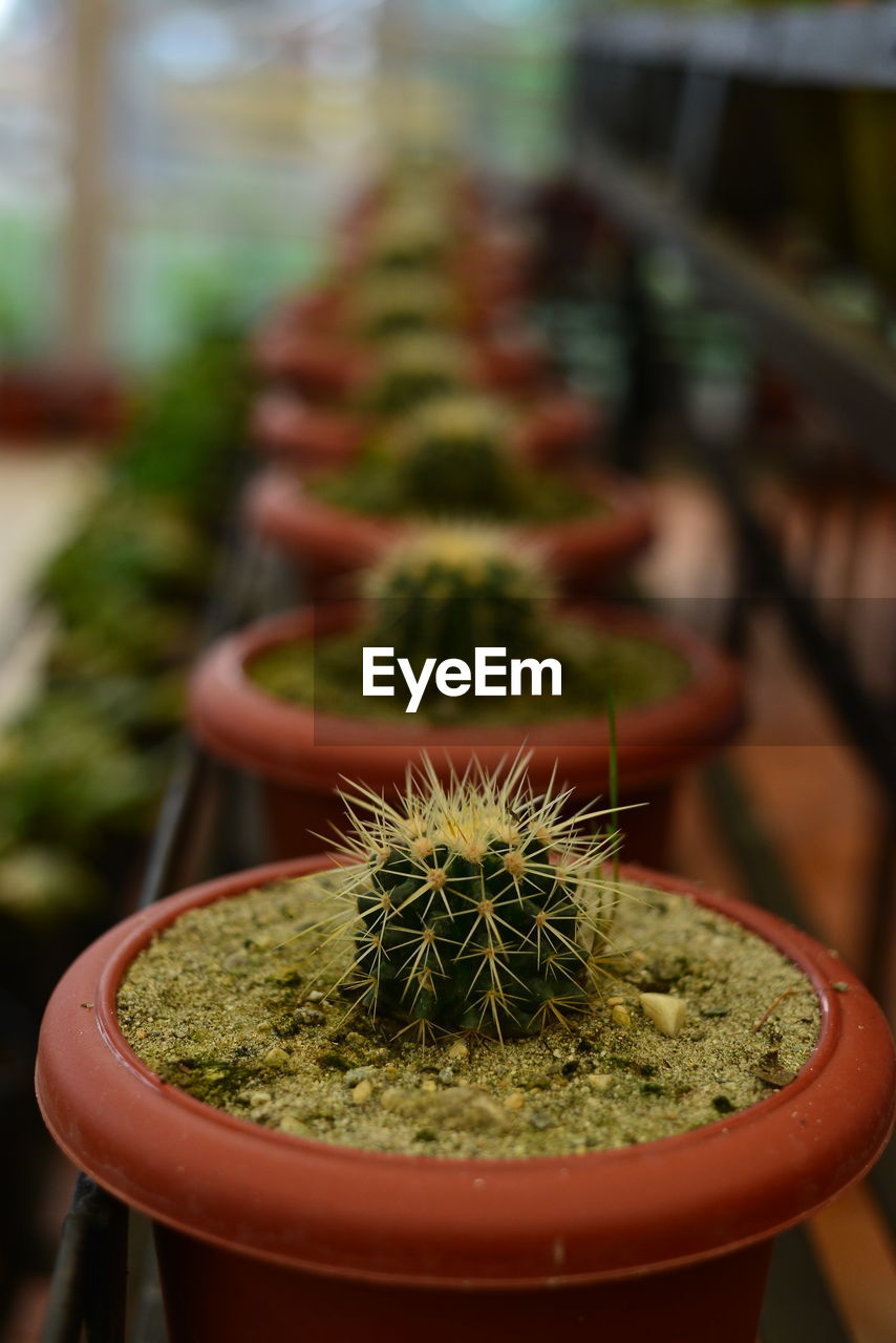 CLOSE-UP OF SUCCULENT PLANT IN POT