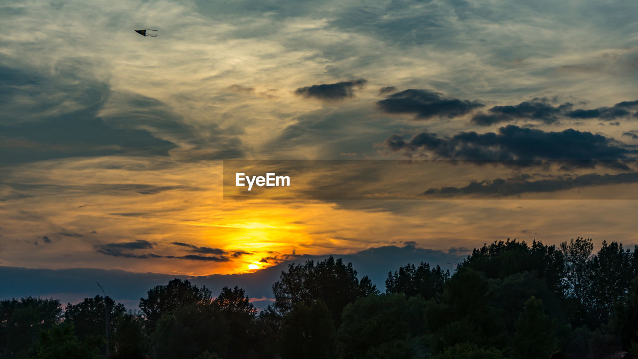 LOW ANGLE VIEW OF SILHOUETTE TREES AGAINST ORANGE SKY