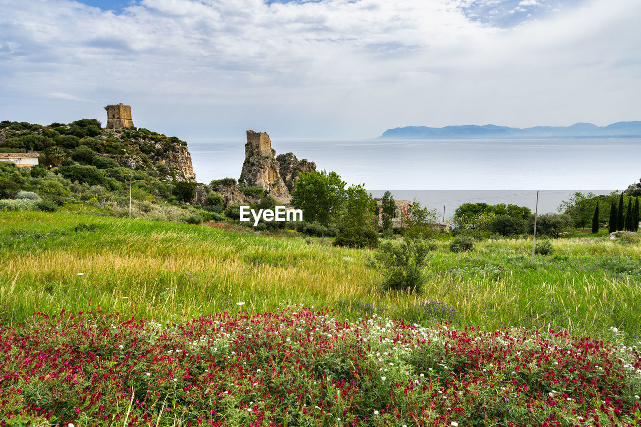 Scenic view of flowering plants on land against sky