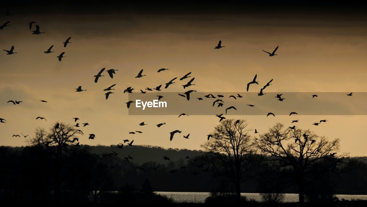 LOW ANGLE VIEW OF SILHOUETTE BIRDS FLYING AGAINST SKY