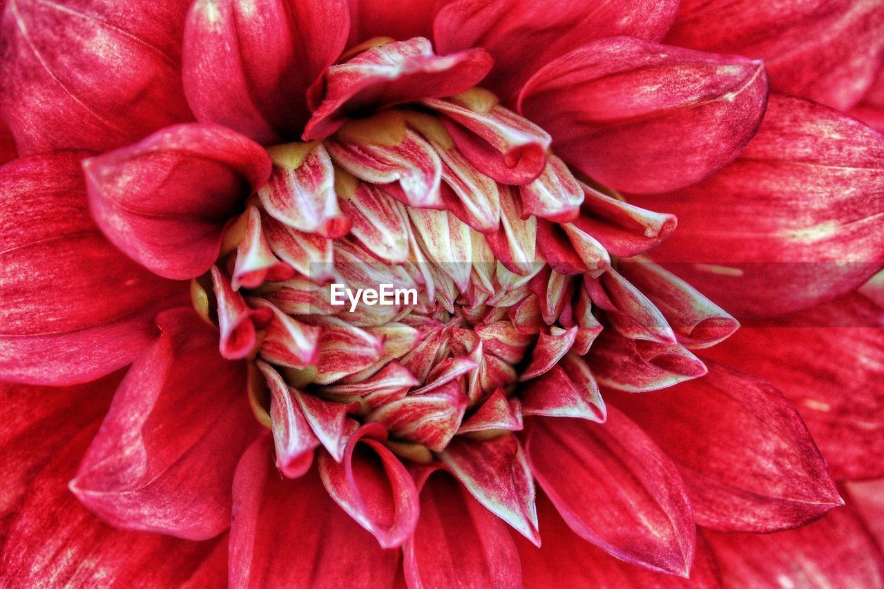 CLOSE-UP OF PINK DAHLIA