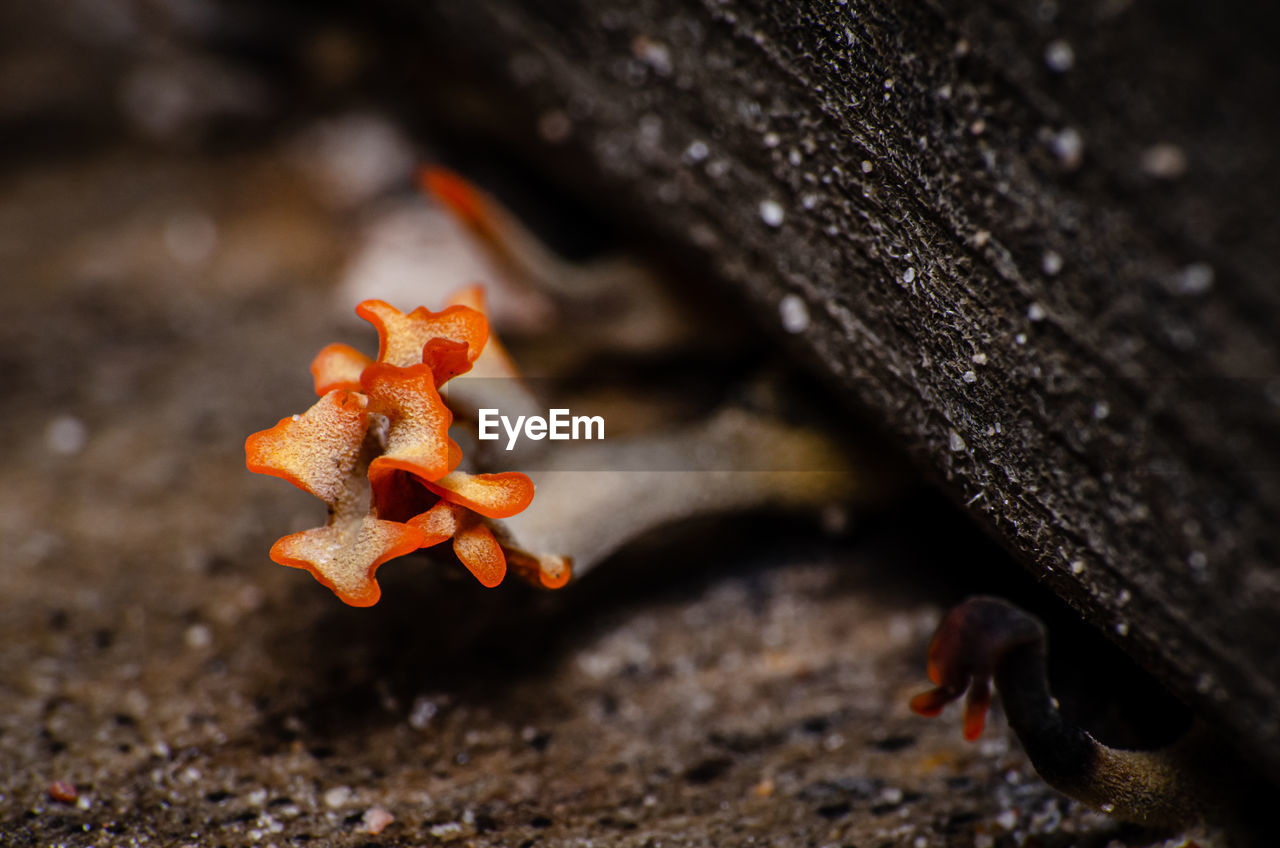 HIGH ANGLE VIEW OF MUSHROOM GROWING ON TREE