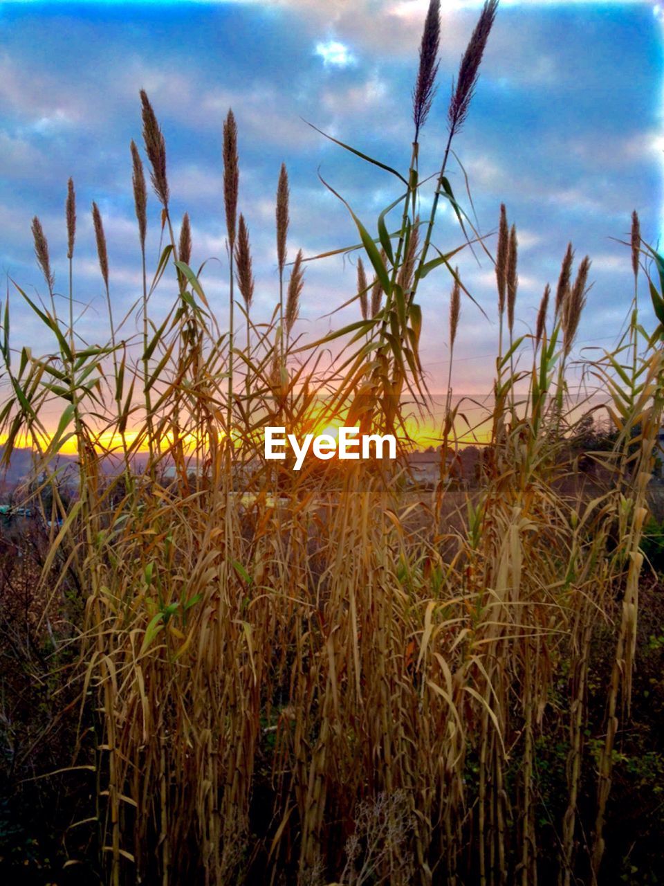 Scenic view of field against sky at sunset