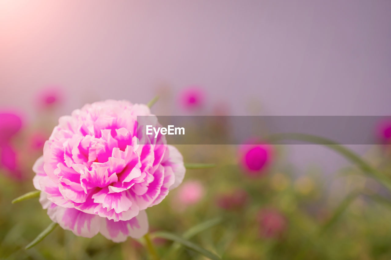 CLOSE-UP OF PINK ROSE FLOWER