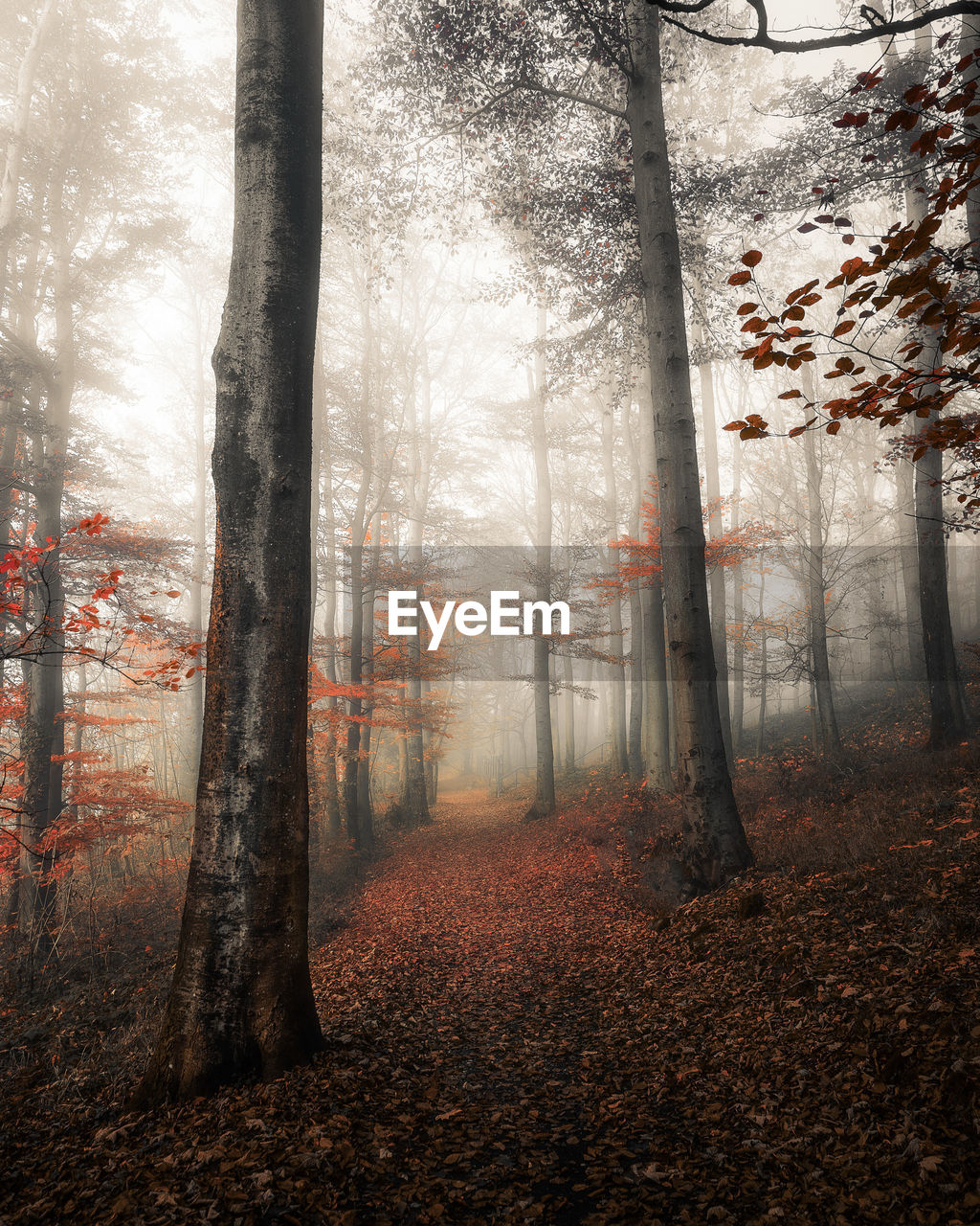 TREES AND PLANTS IN FOREST DURING AUTUMN