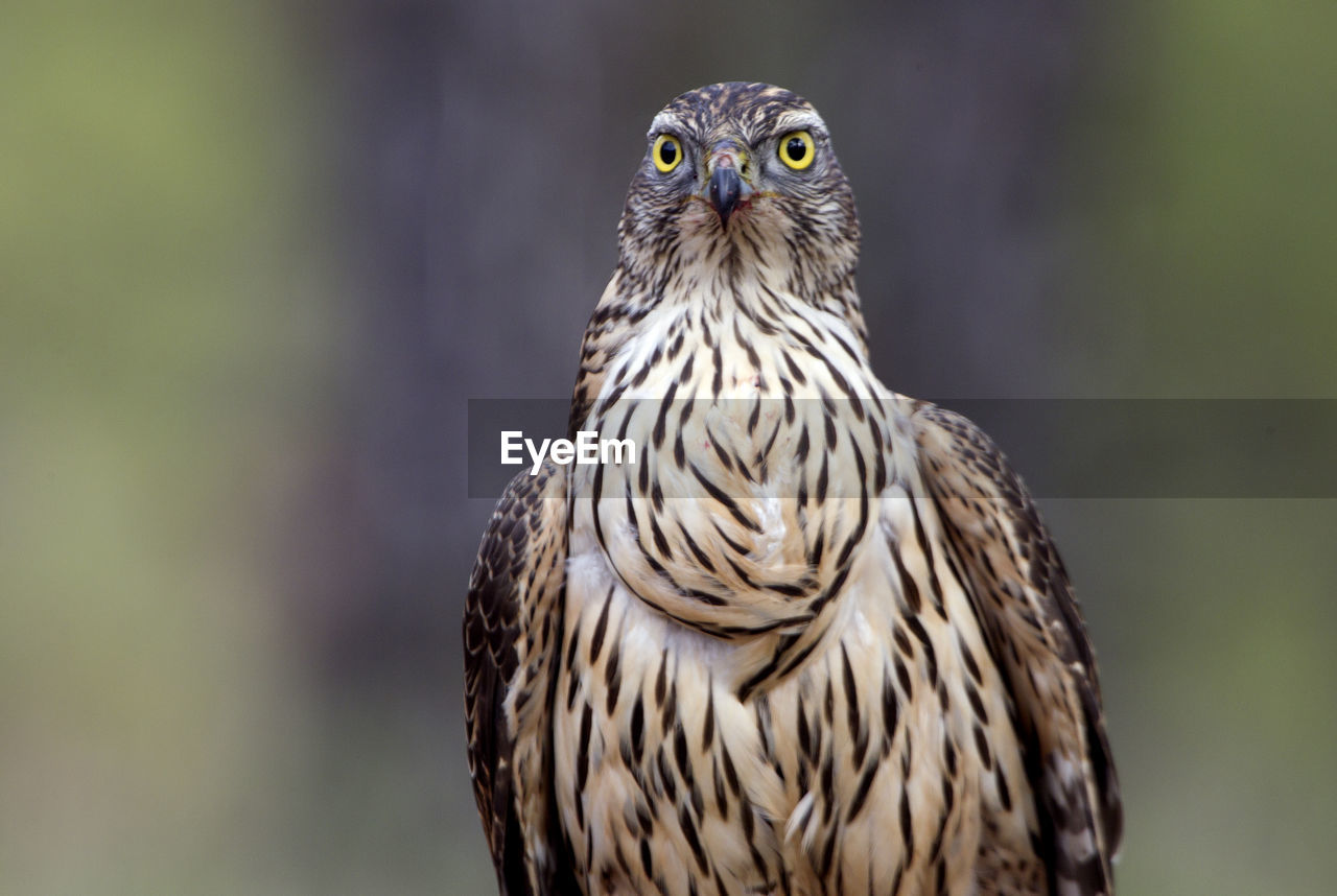 CLOSE-UP PORTRAIT OF OWL PERCHING ON A BIRD