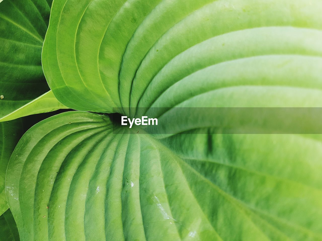 Full frame shot of green leaves