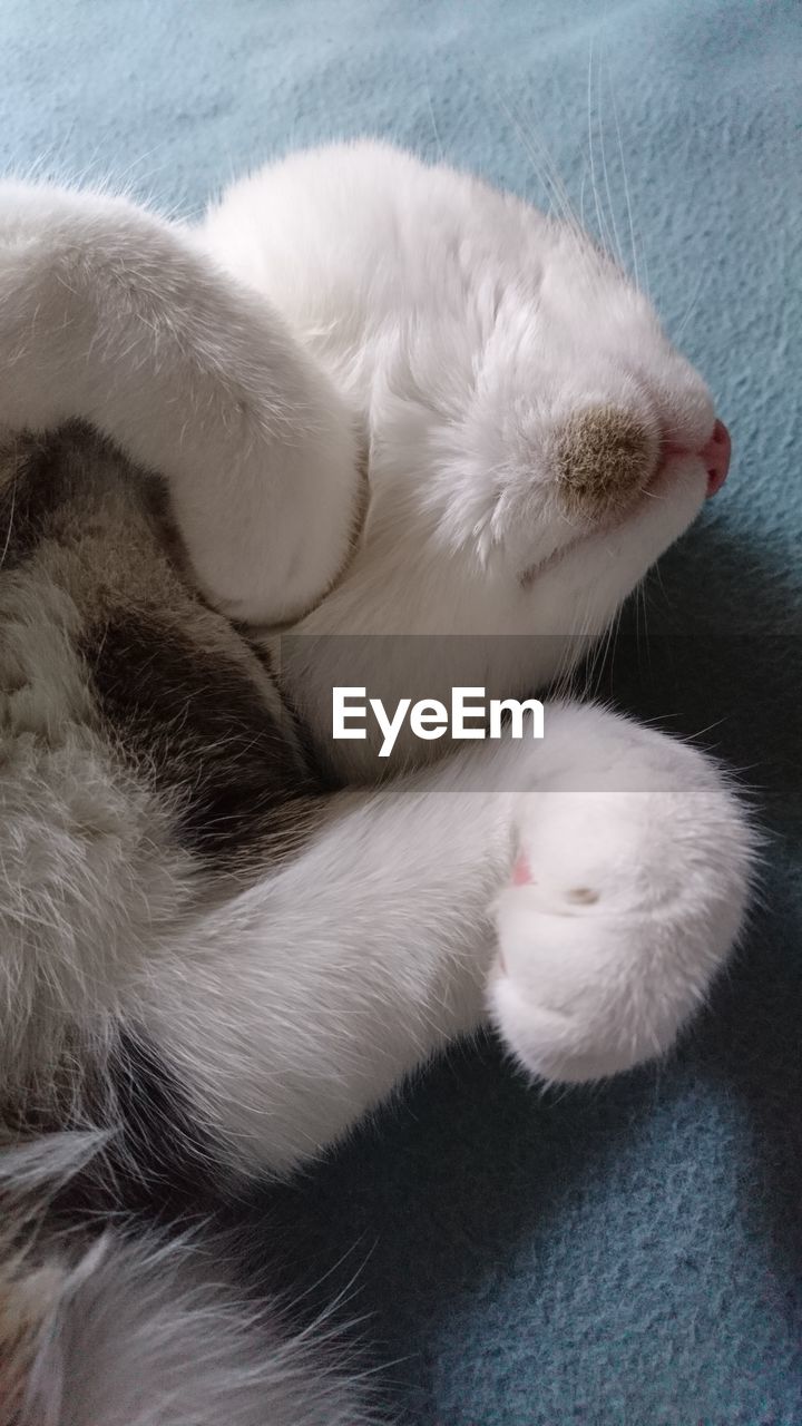 CLOSE-UP OF A SLEEPING CAT