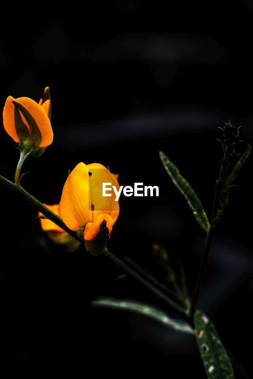 CLOSE-UP OF YELLOW ROSE FLOWER