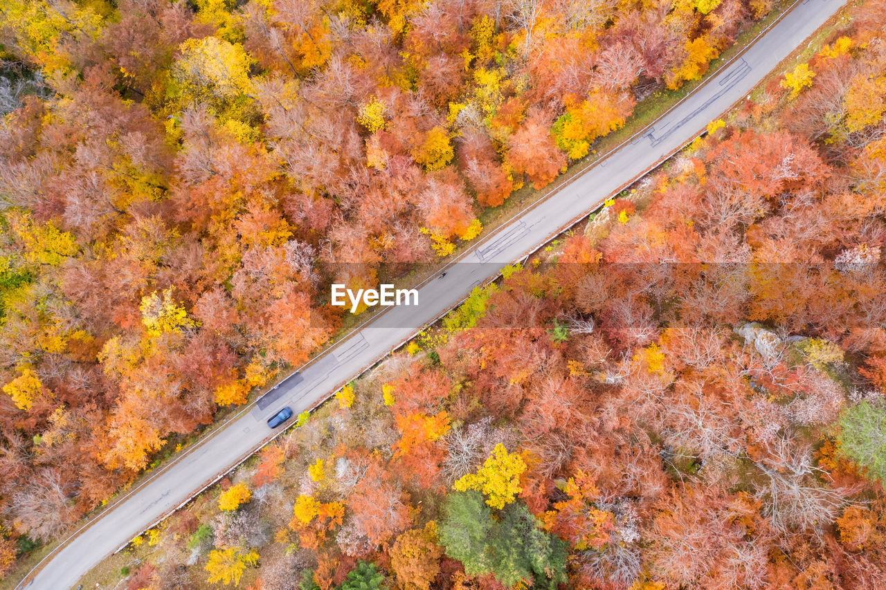 HIGH ANGLE VIEW OF YELLOW ROAD AMIDST TREES