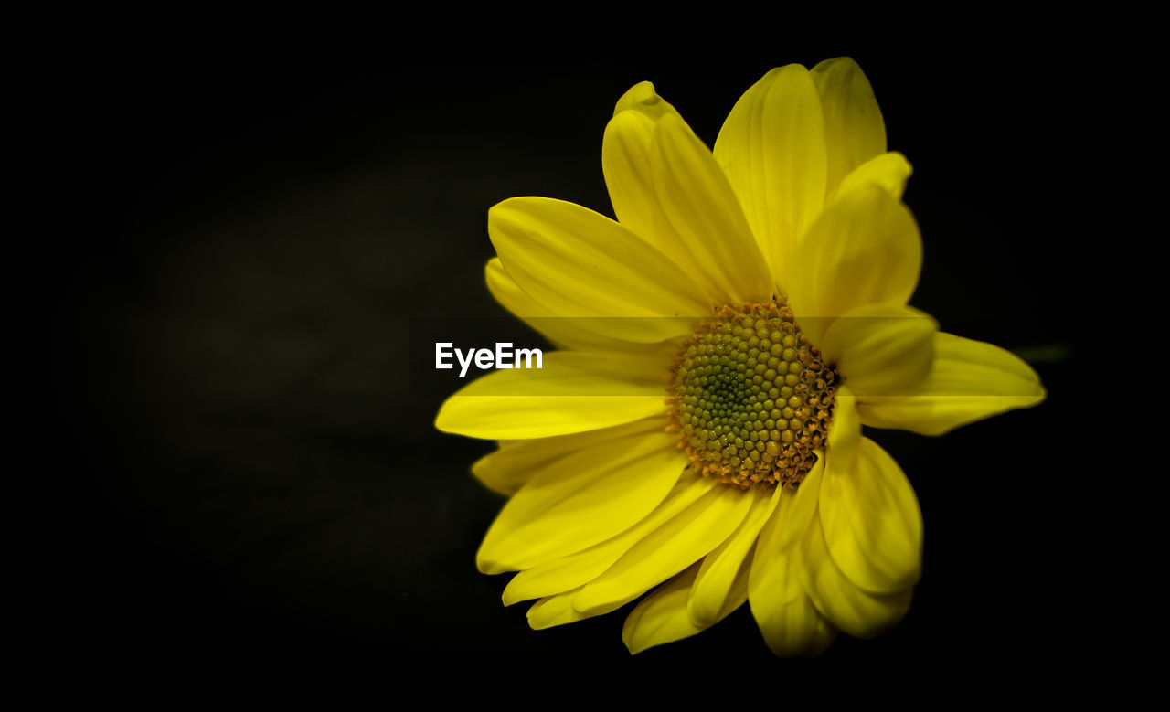 CLOSE-UP OF FRESH SUNFLOWER AGAINST BLACK BACKGROUND