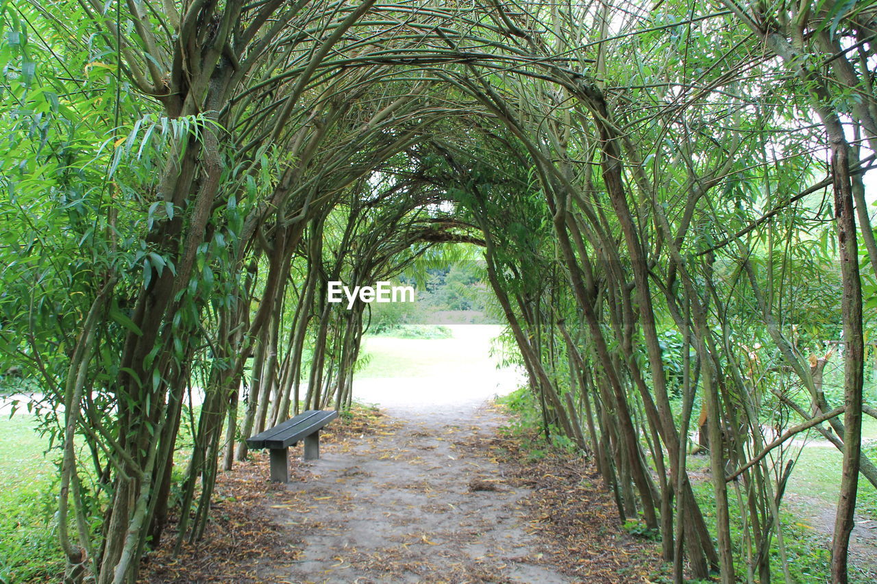 FOOTPATH LEADING TOWARDS TREES