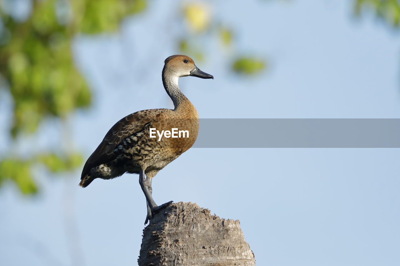 A west indian whistling duck