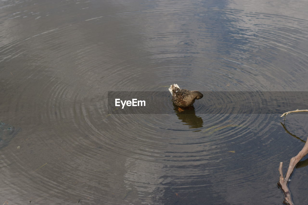 HIGH ANGLE VIEW OF DUCK IN LAKE