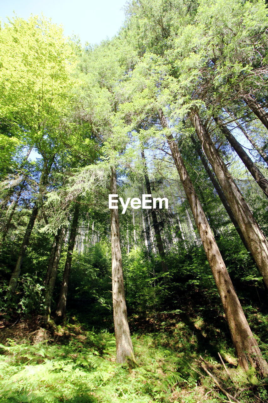 TREES GROWING IN FOREST