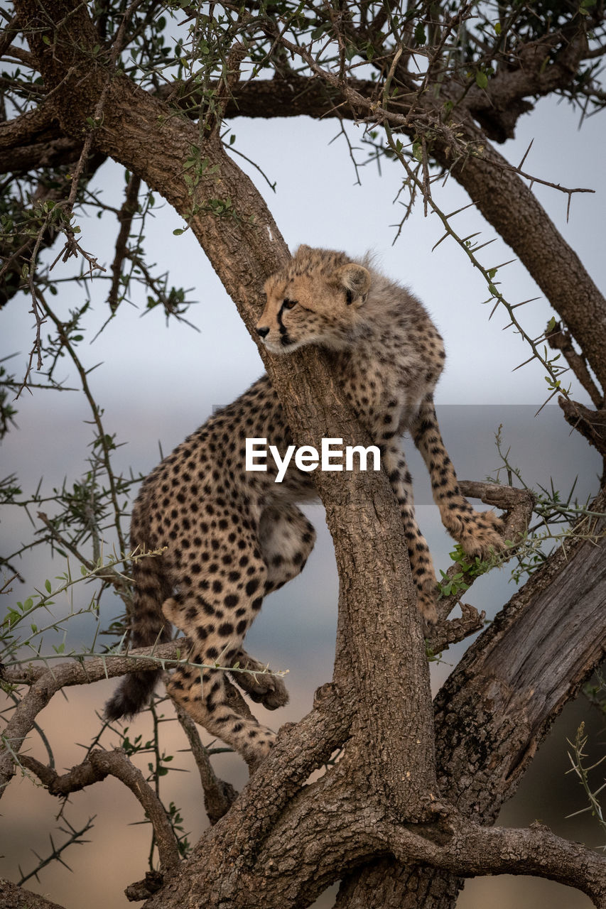 View of cheetah in tree