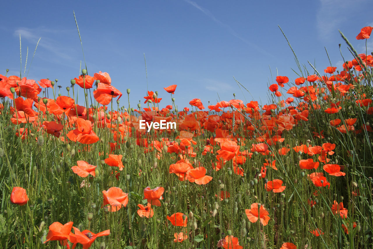 CLOSE-UP OF RED POPPY FLOWERS ON FIELD