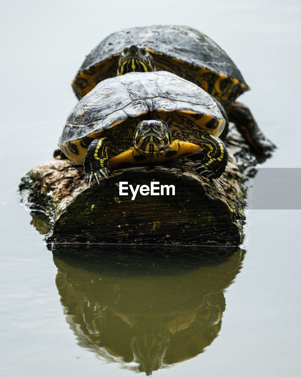turtle, animal themes, water, reflection, animal, reptile, animal wildlife, one animal, wildlife, tortoise, nature, close-up, no people, macro photography, lake, shell, outdoors, animal shell, portrait, yellow, day