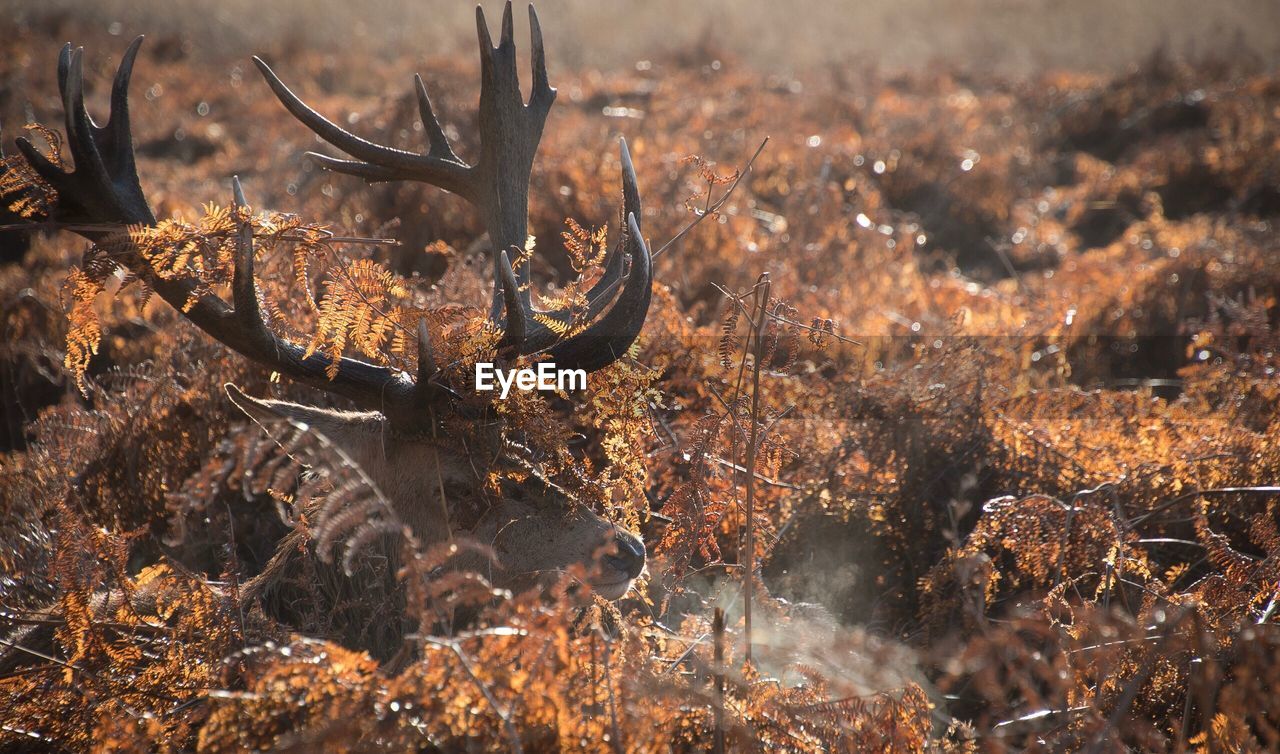 Close-up deer amidst plants