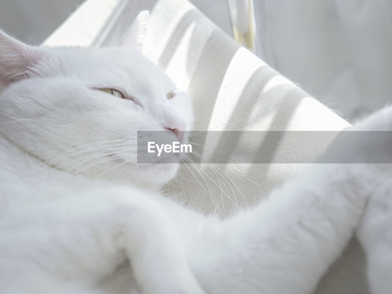 Extreme close-up of white cat lying on sofa 