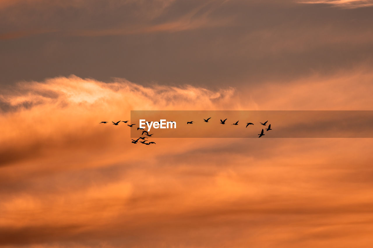 Low angle view of birds flying in sky