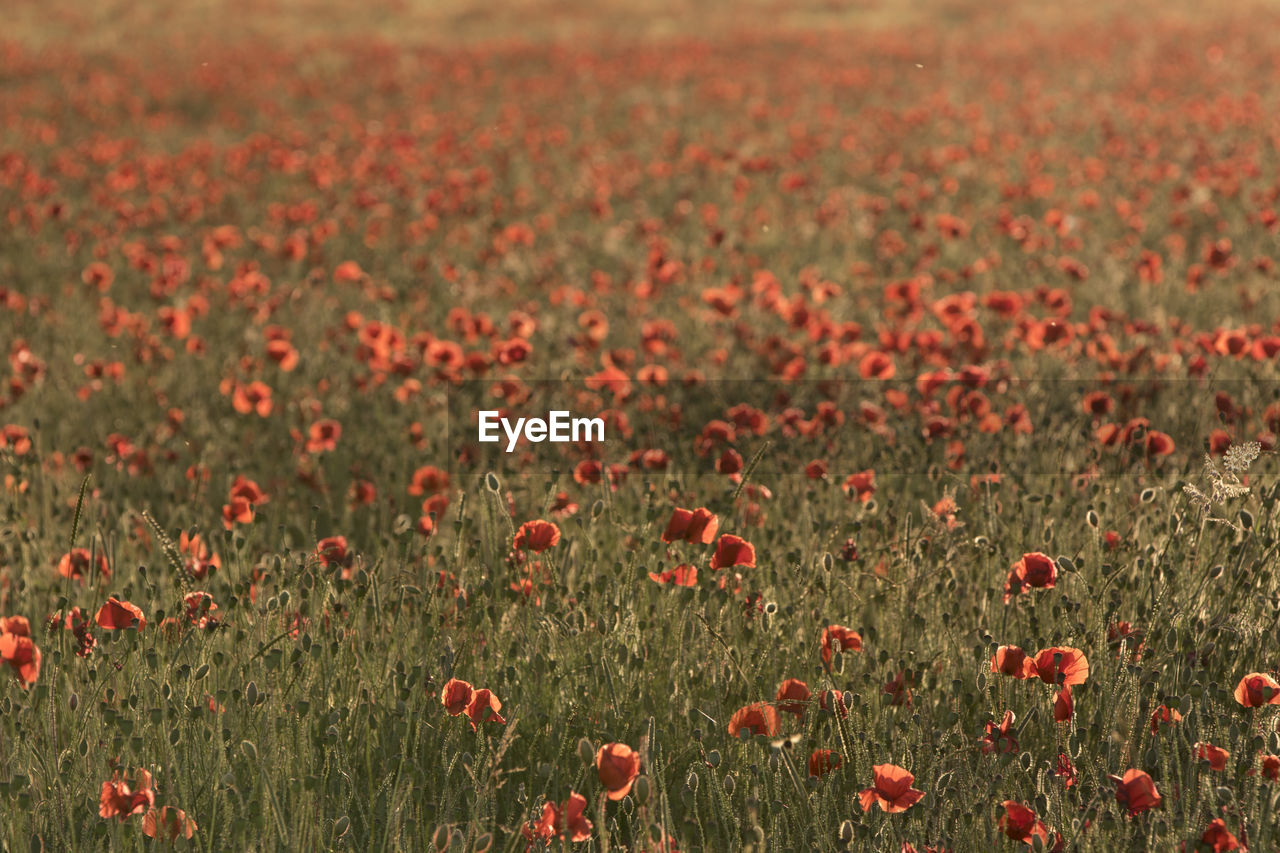 SCENIC VIEW OF POPPY FIELD