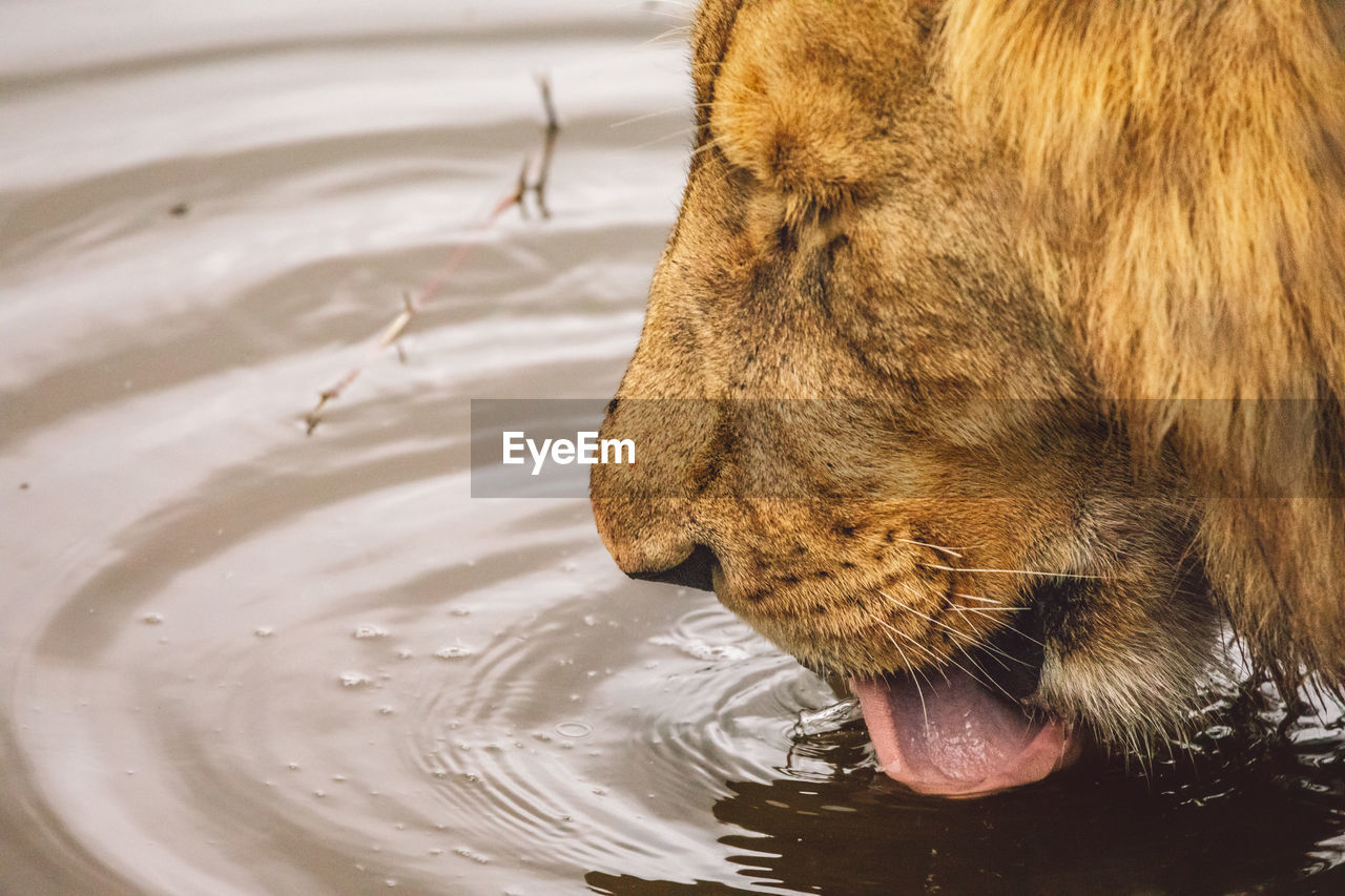 Close-up of lion drinking water