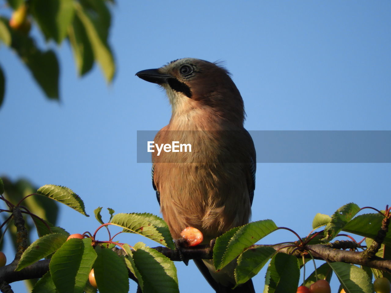 LOW ANGLE VIEW OF BIRD ON BRANCH AGAINST SKY