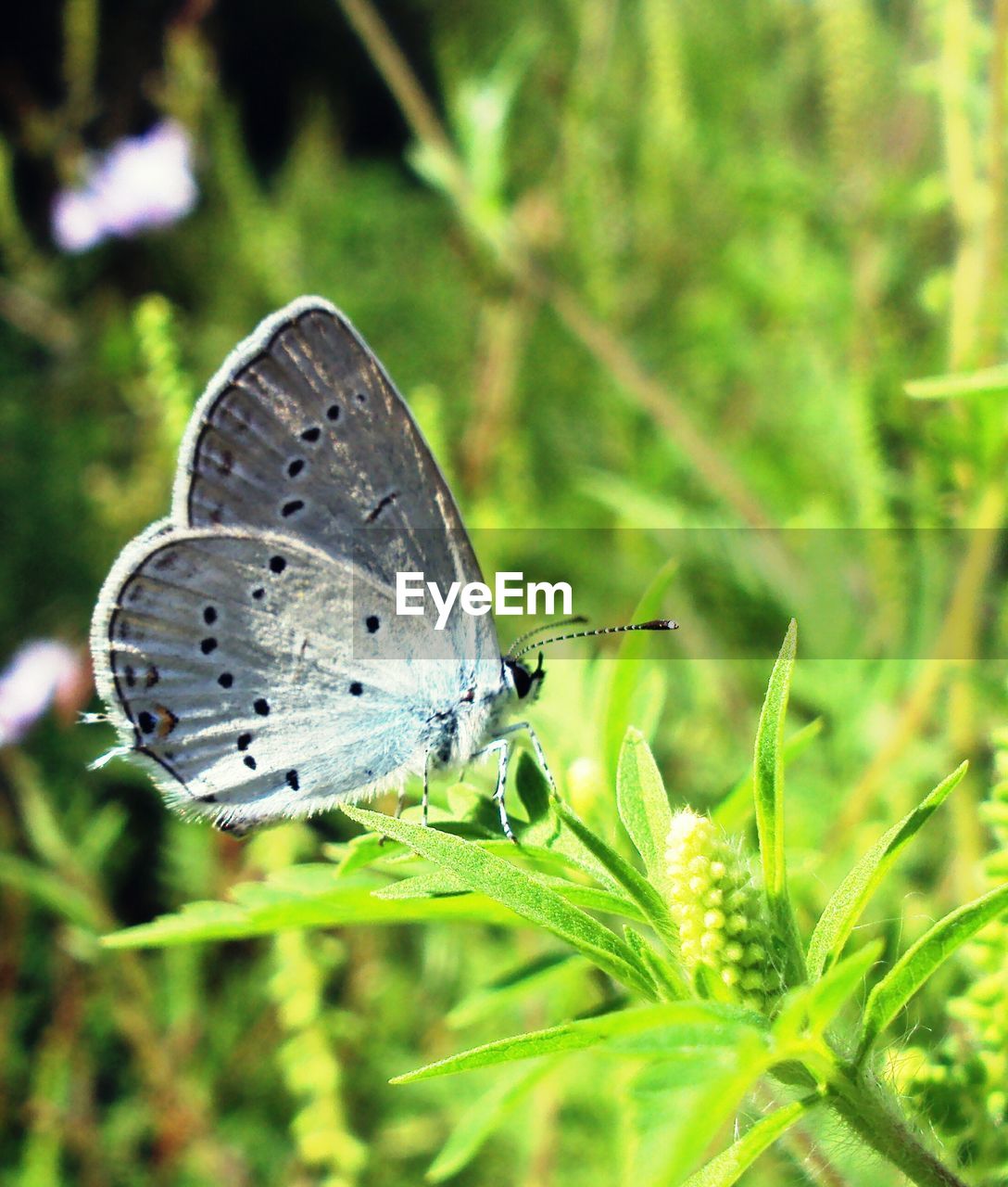 BUTTERFLY ON LEAF