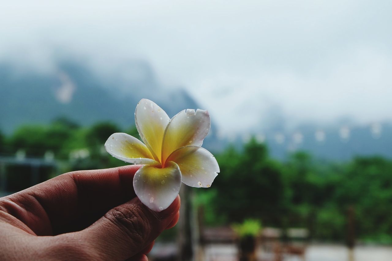 Cropped hand holding frangipani