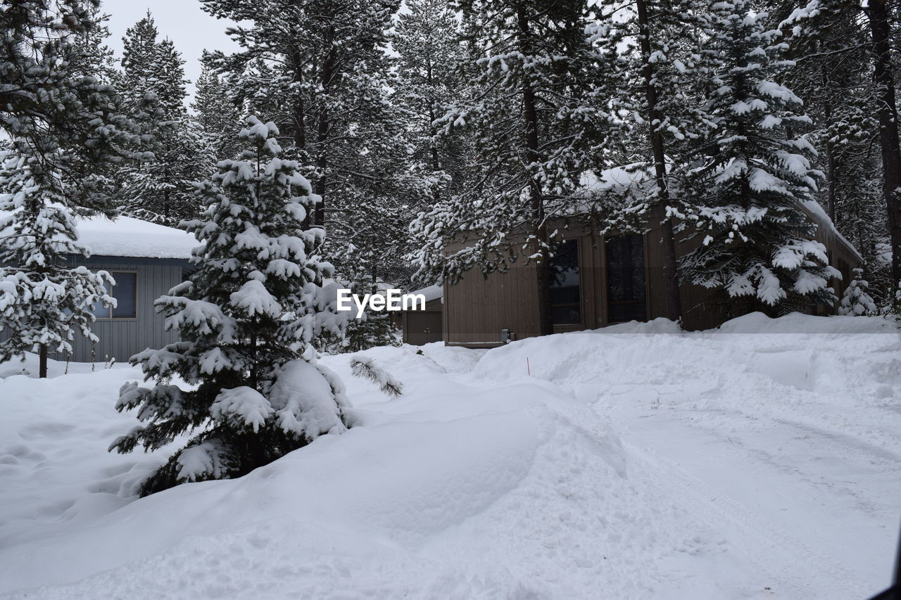 Snow covered houses and trees during winter