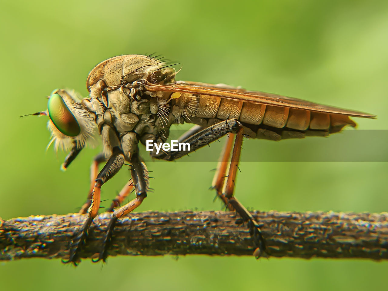 CLOSE-UP OF INSECT