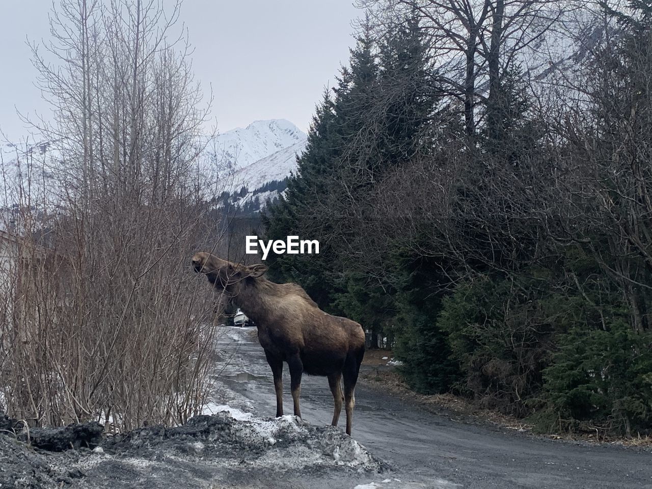 DEER STANDING ON A TREE