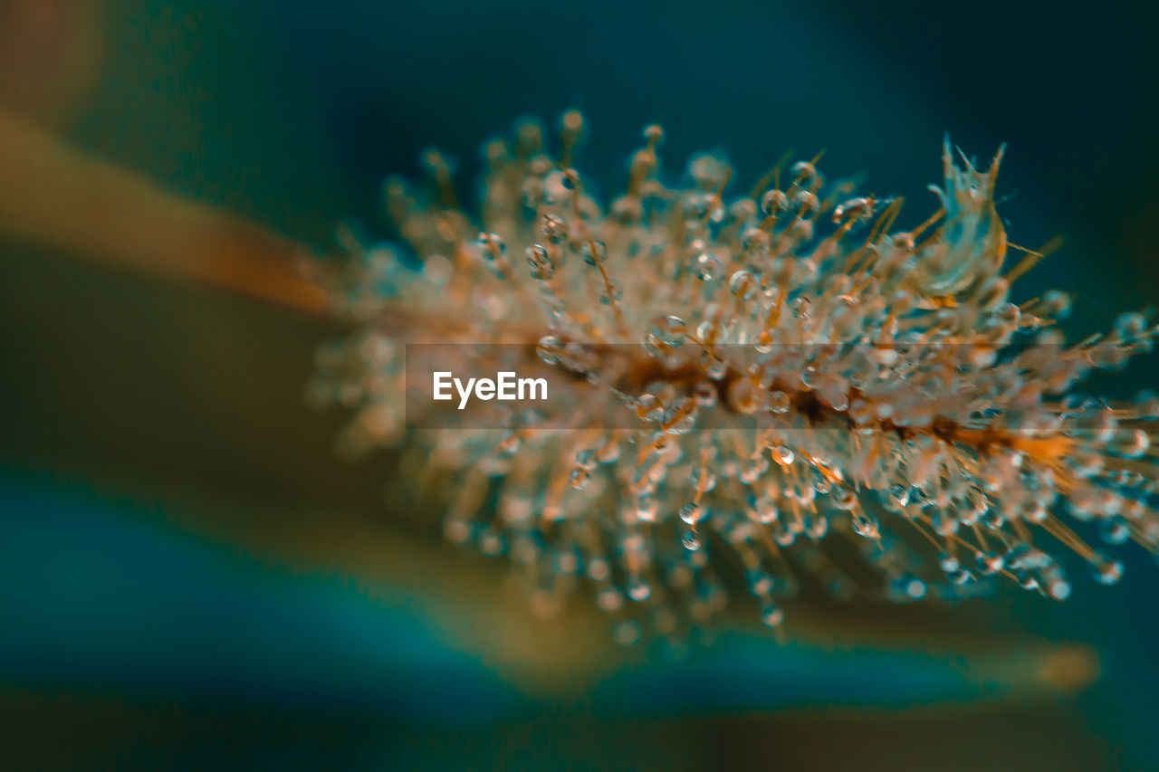 Water droplets on grass flowers.water droplets on morning pollen, dew on grass