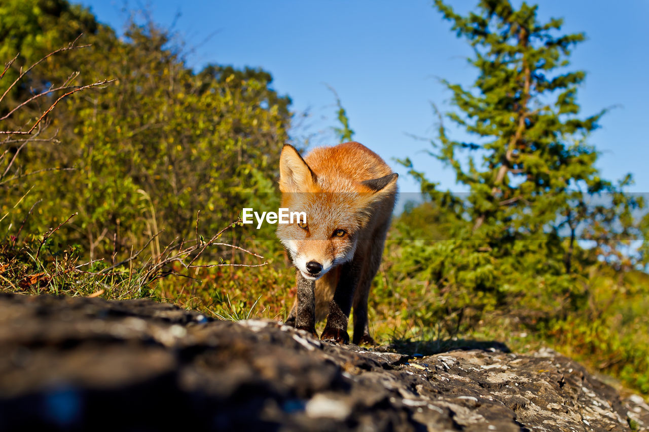 Fox looking at camera