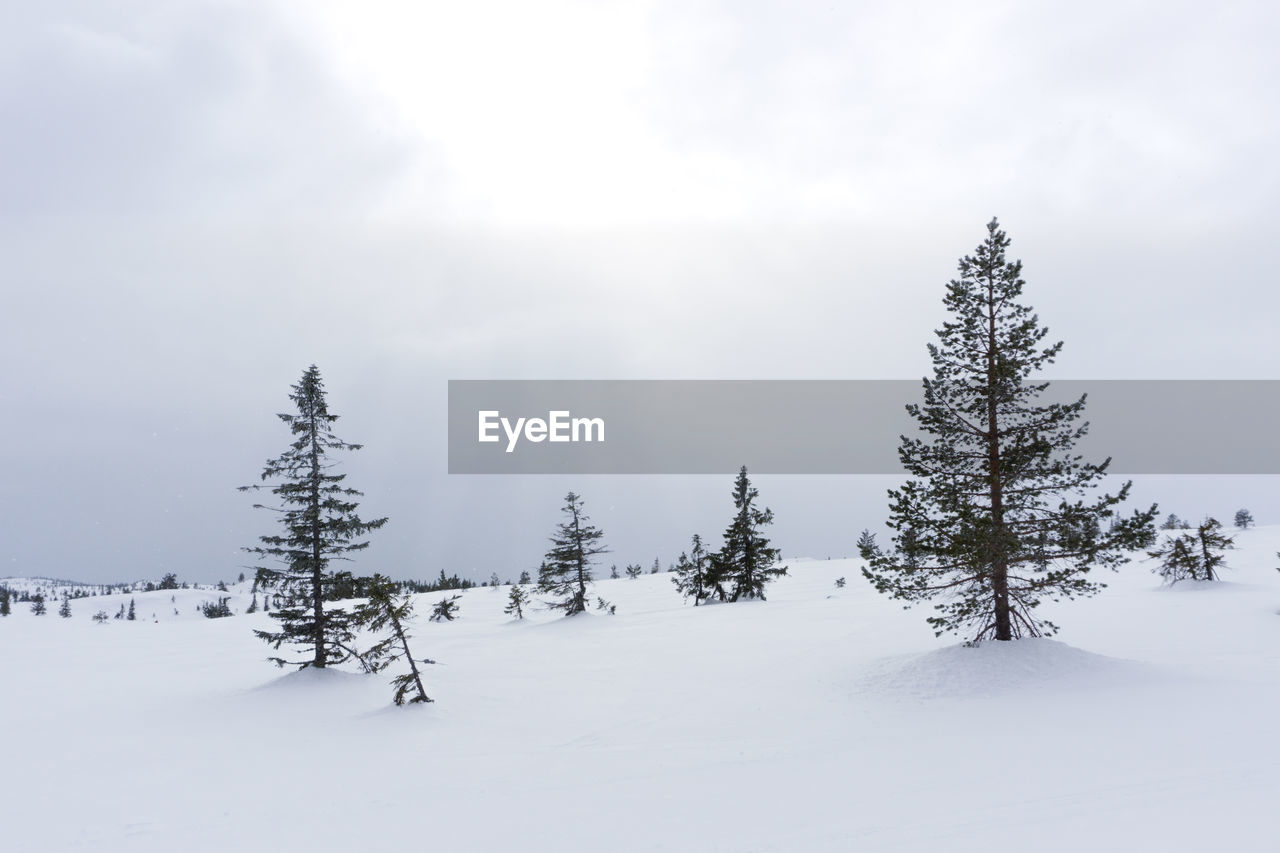 Pine trees on snow covered field against sky