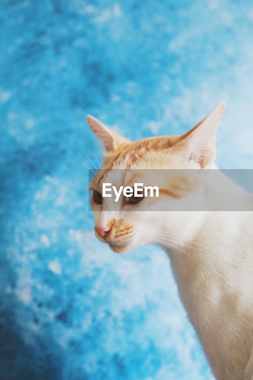 Close-up of cat against blue background