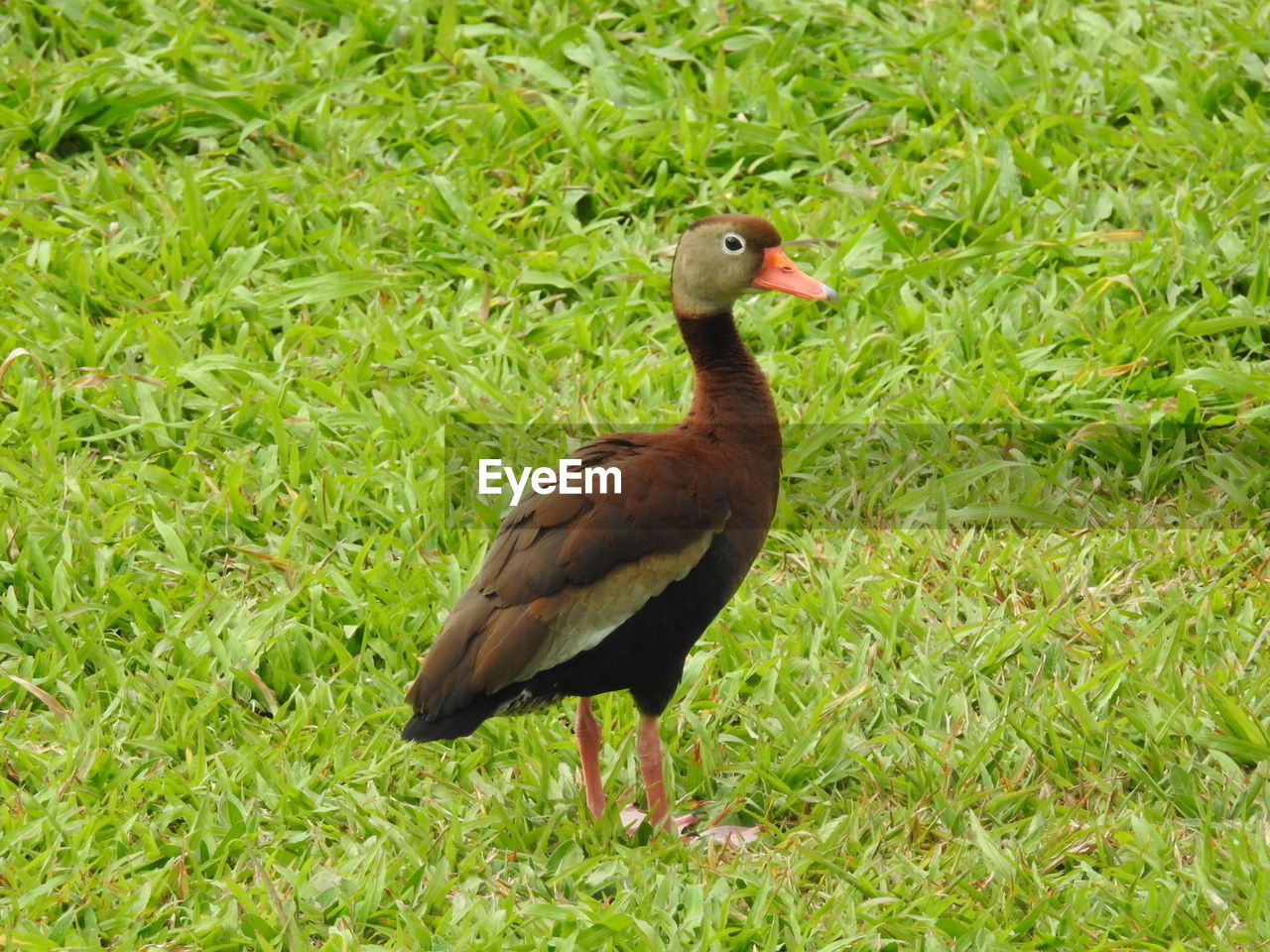 CLOSE-UP OF DUCK ON FIELD