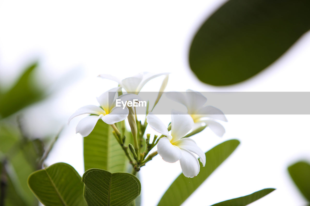 CLOSE-UP OF WHITE FLOWERING PLANT WITH PINK FLOWERS