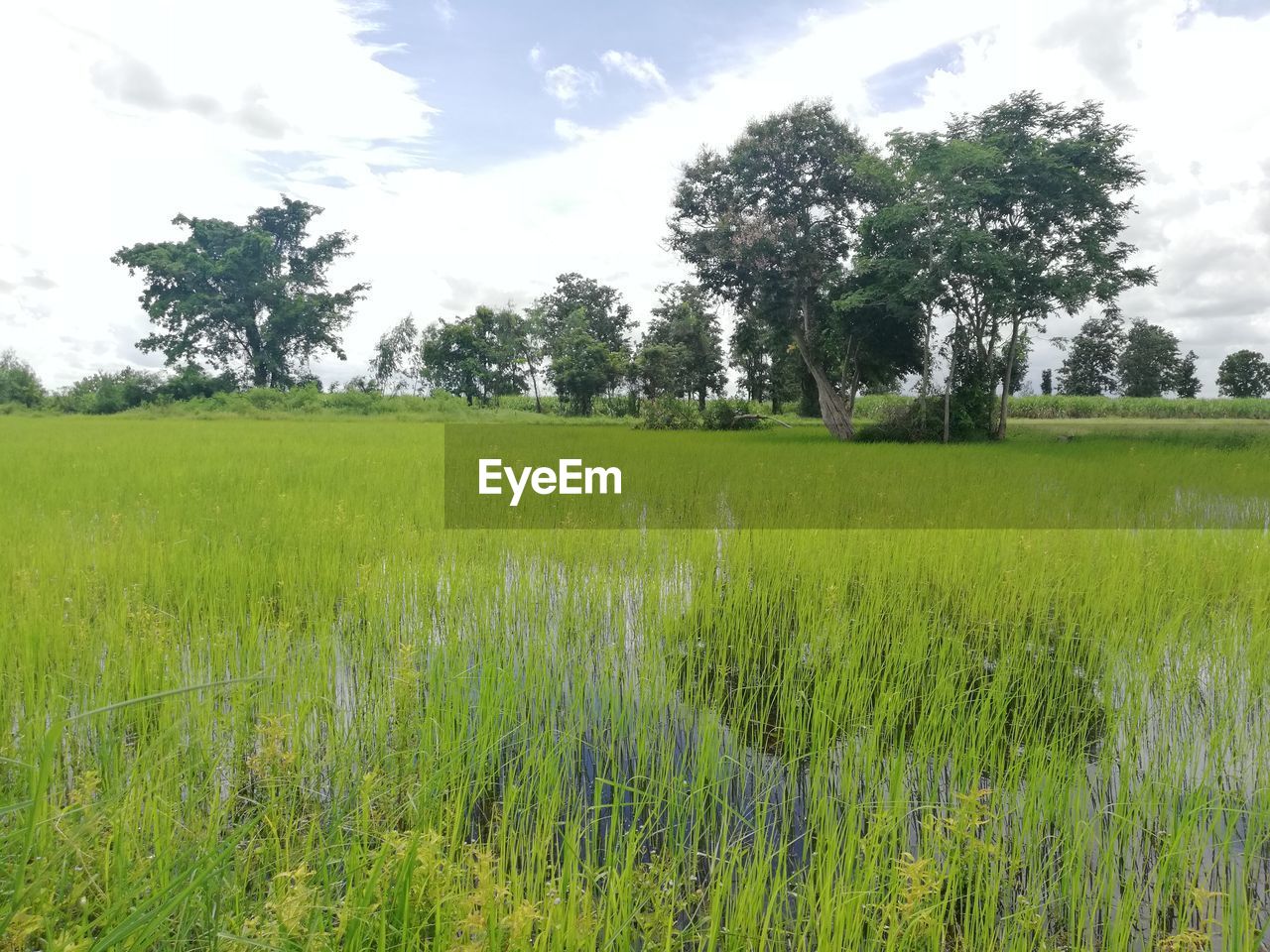 SCENIC VIEW OF GRASSY FIELD AGAINST SKY