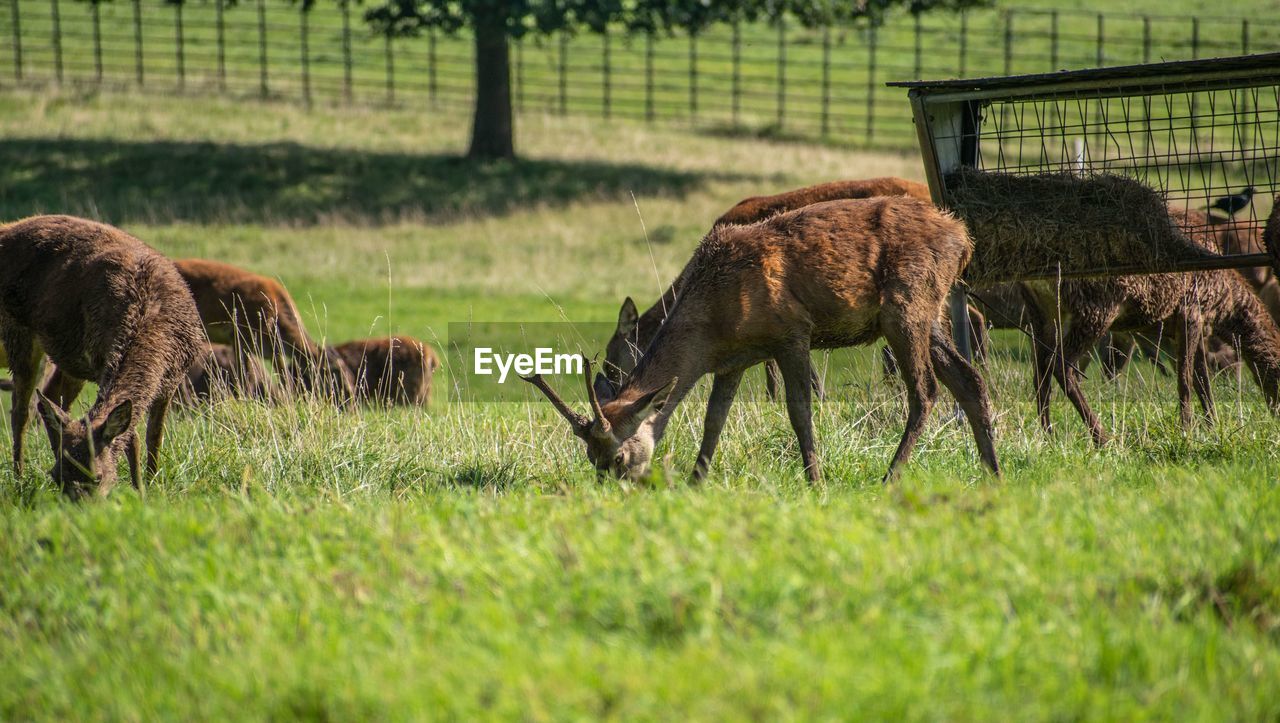 Deer  in a field