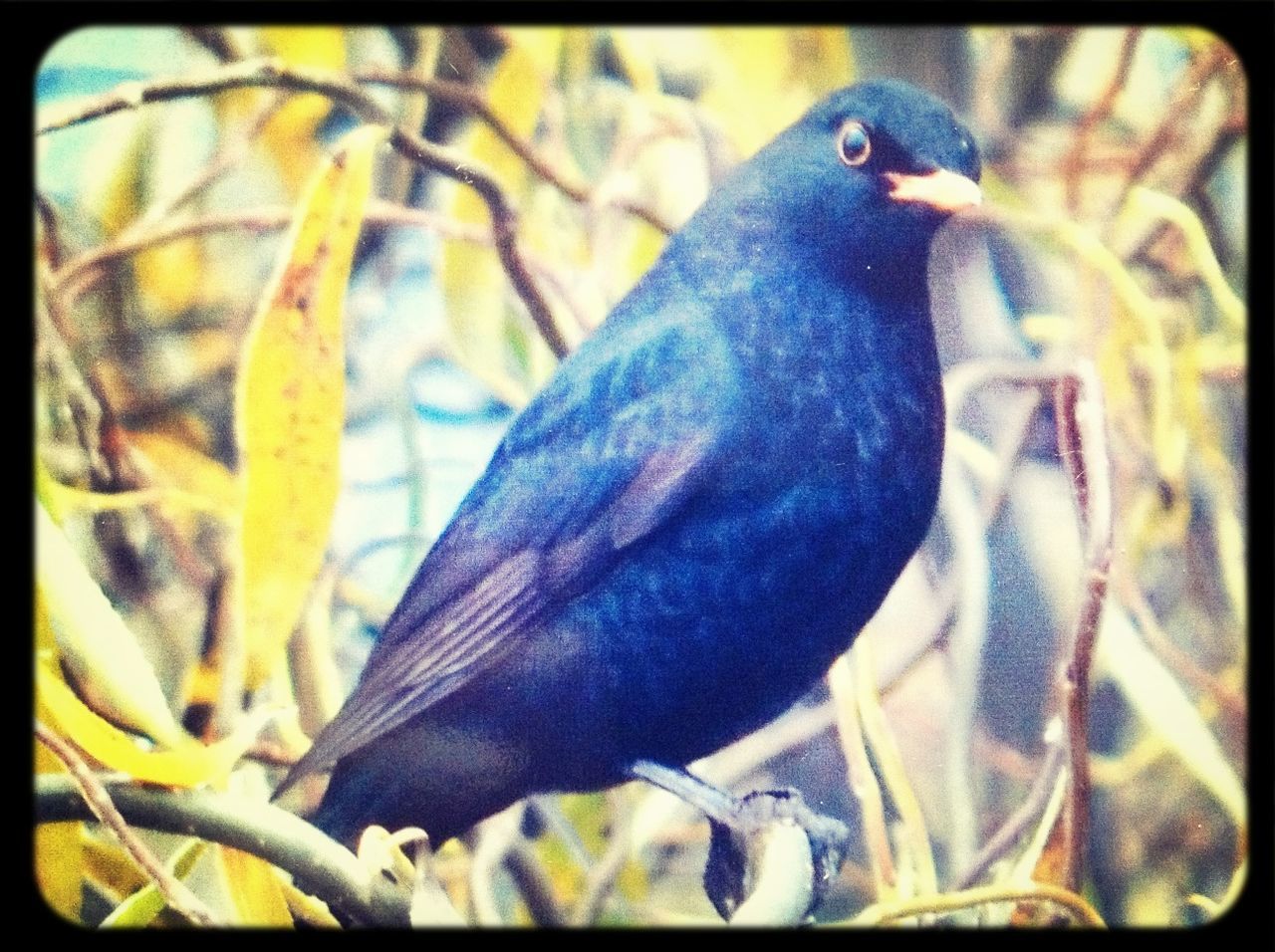 CLOSE-UP OF BIRD ON RAILING