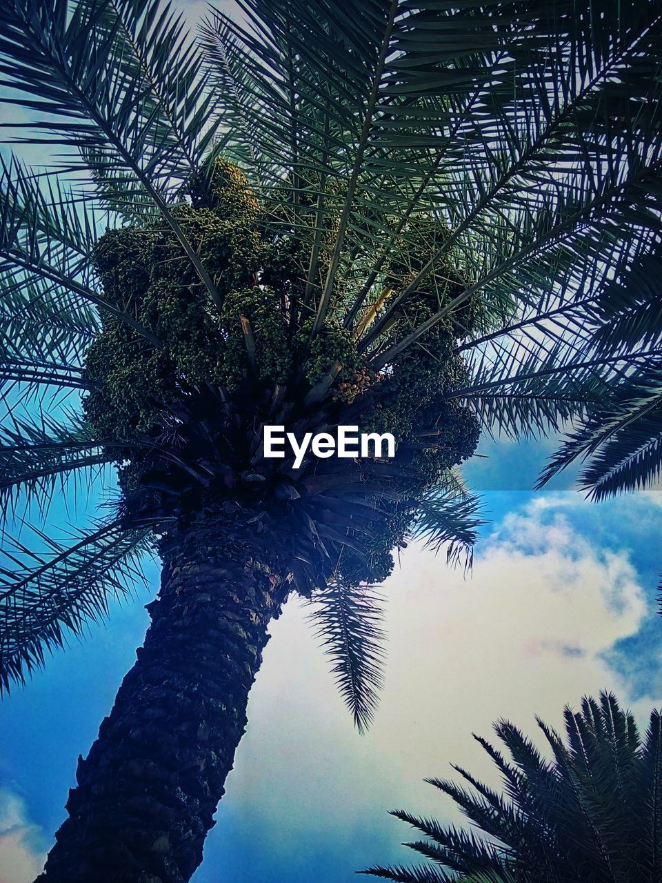 LOW ANGLE VIEW OF COCONUT PALM TREE AGAINST SKY