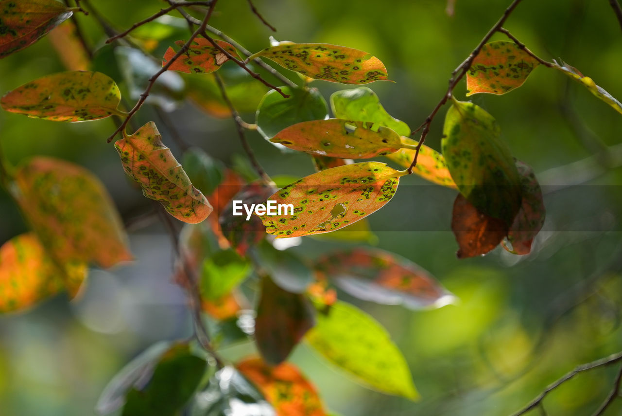 leaf, autumn, branch, nature, plant part, plant, tree, flower, yellow, sunlight, green, no people, animal wildlife, outdoors, animal themes, animal, beauty in nature, fruit, macro photography, close-up, food, focus on foreground, environment, food and drink, day, forest, land, wildlife, growth, shrub, healthy eating