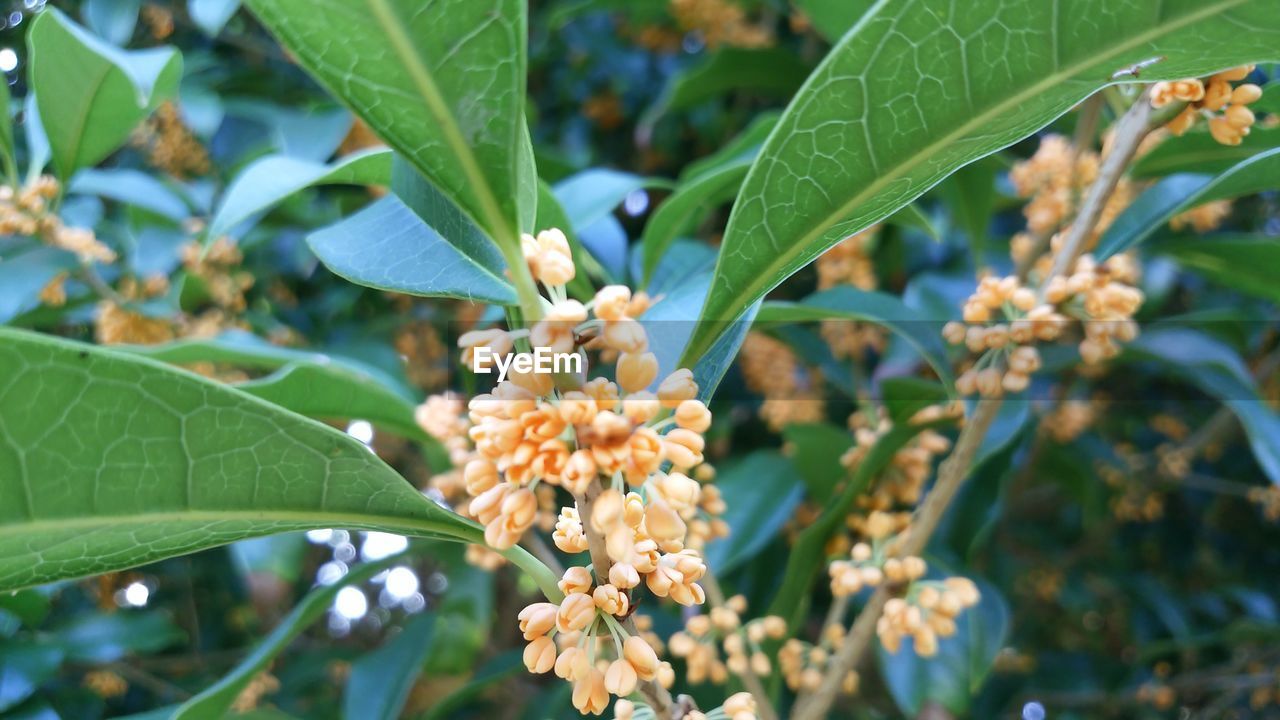 Close-up of flowers blooming on tree