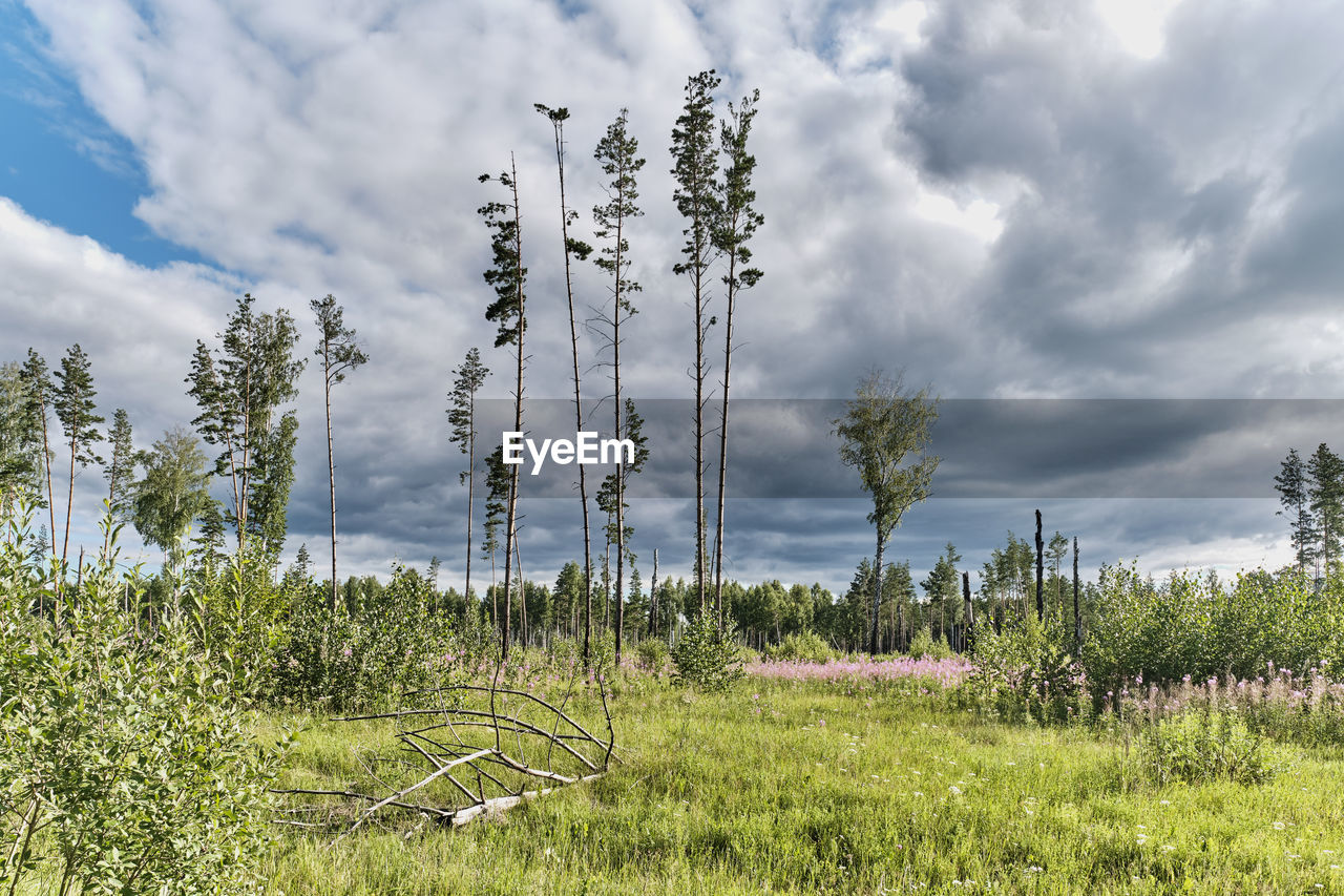 PLANTS GROWING ON LAND