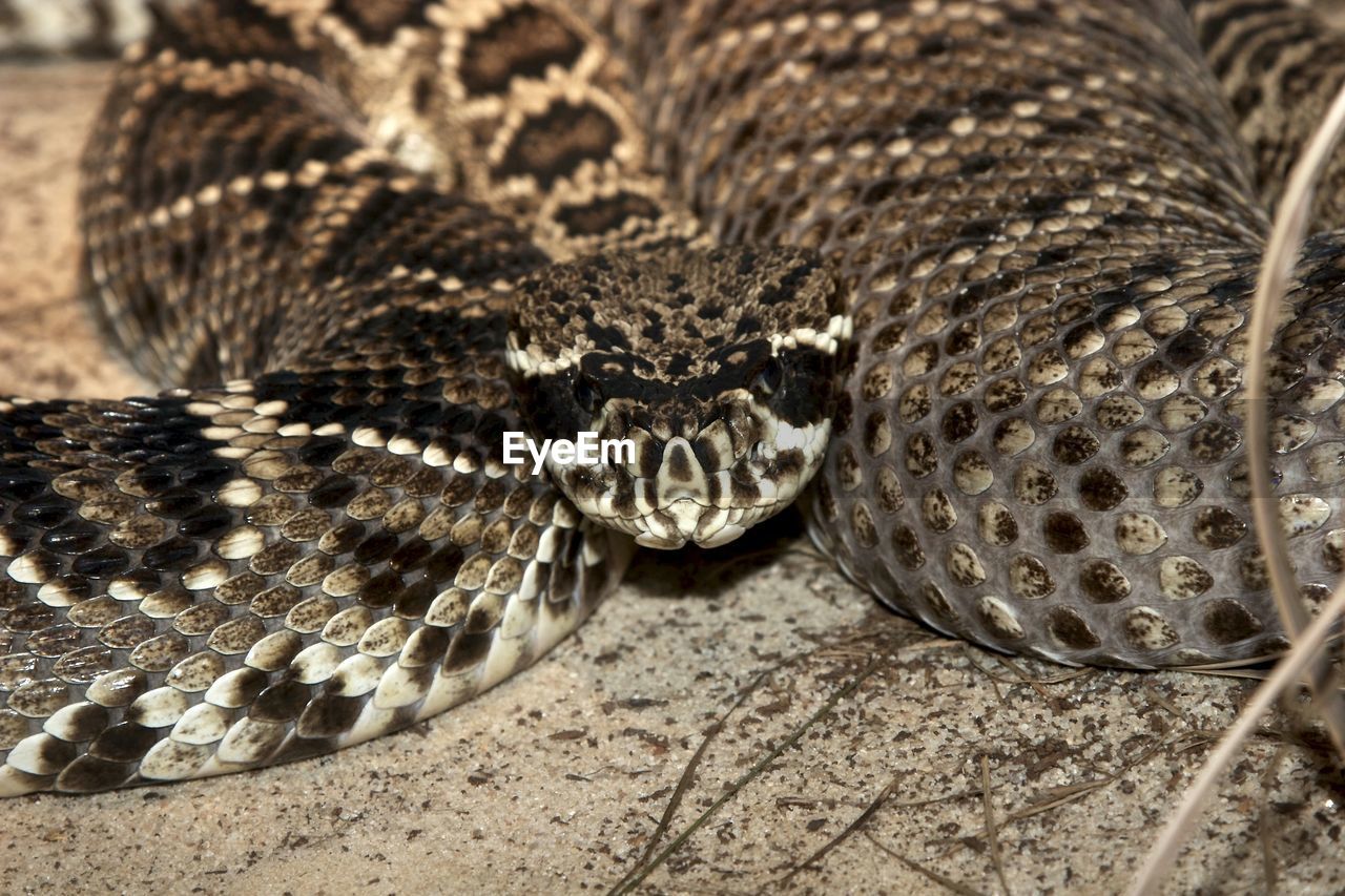 Close-up of snake in zoo