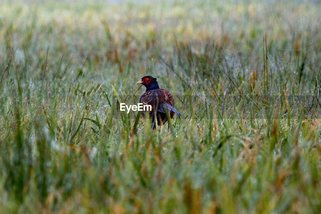 CLOSE-UP OF BIRD ON GRASS