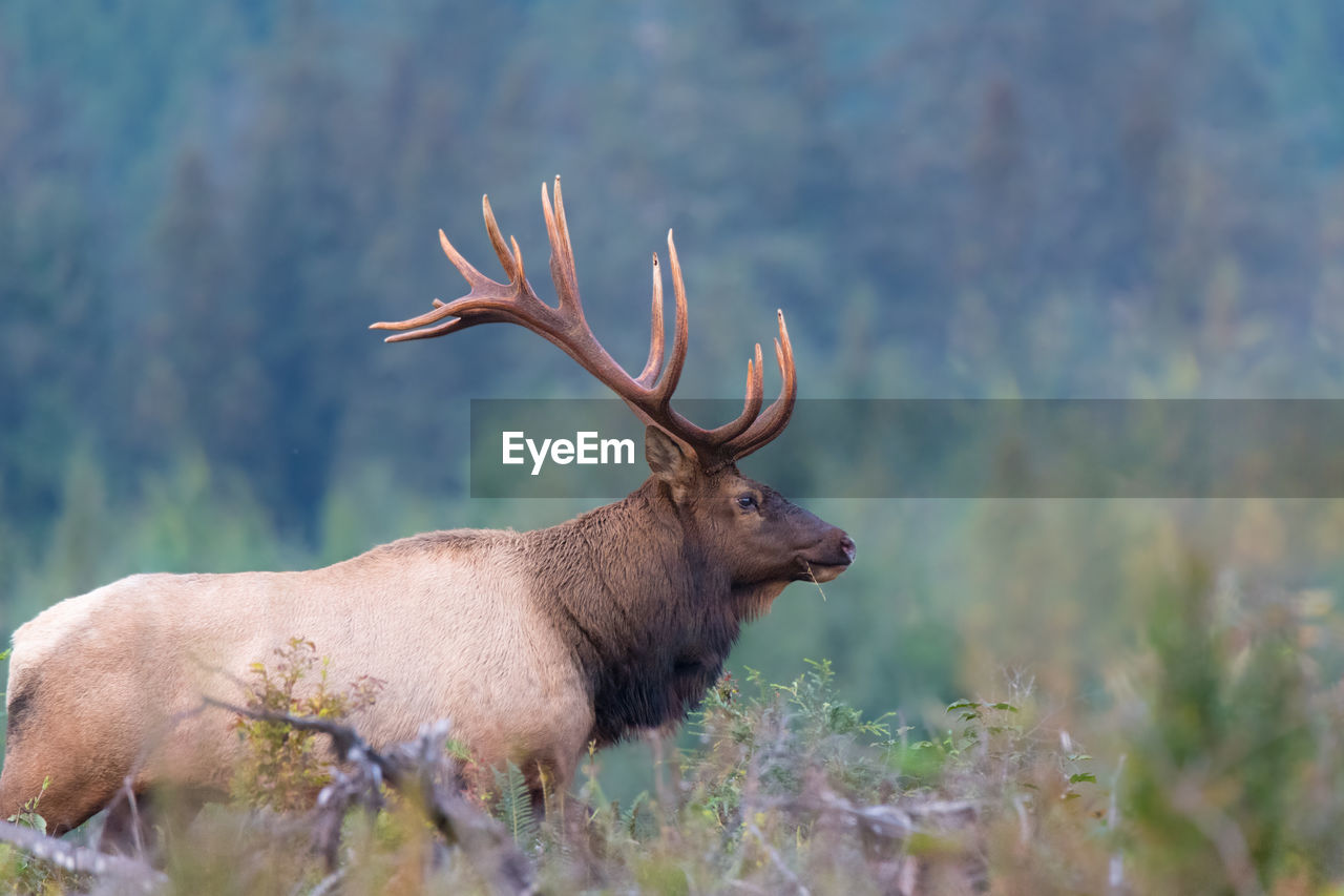 VIEW OF DEER IN THE FIELD